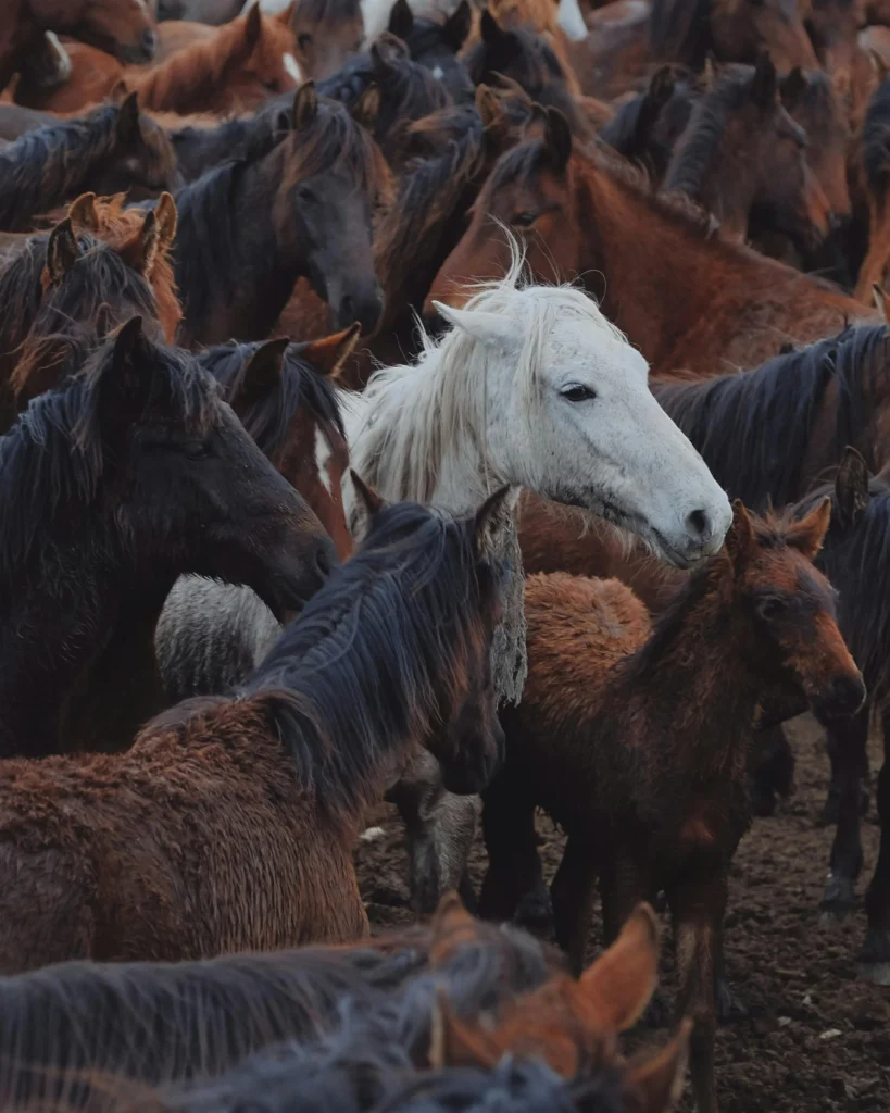 black and white horses